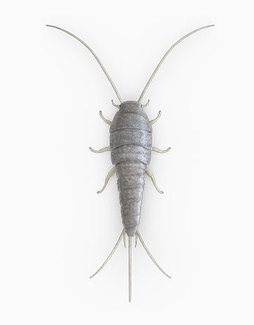 SilverFish pest control